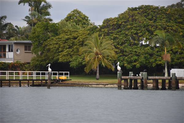 Noosa Everglades - Tewantin Docks (13/07/2017 - Credits: Kathryn Metcalfe)
