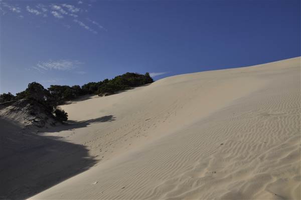 Mulgumpin (Moreton Island) - Big Sand Hills (11/04/2015 - Credits: Angus Ledgerwood)