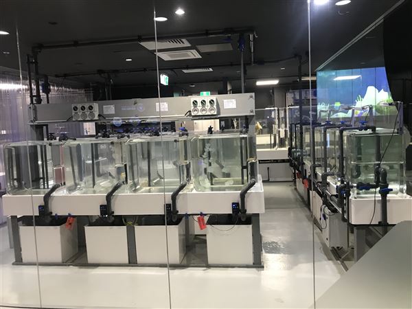 Sea Jelly Exhibit & Research Laboratory - Sea World Gold Coast (11/03/2019 - Credits: unknown)
