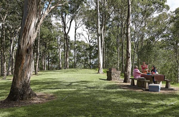 Mt Coot-tha Forest - Overview - Image Sourced - Do Not Make Public (14/12/2020)