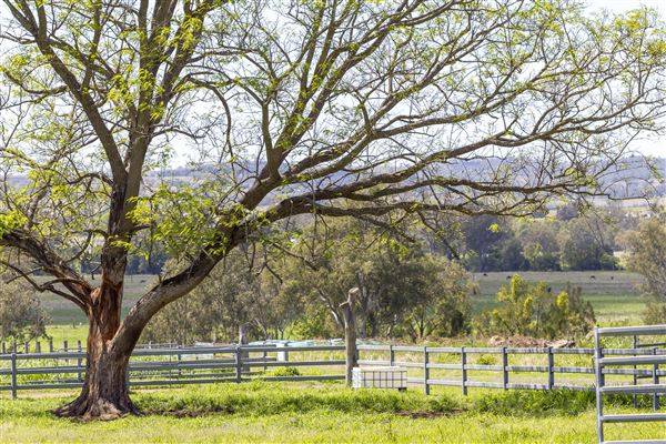 Summer Land Camel Farm (20/10/2021 - Credits: Ipswich City Council)