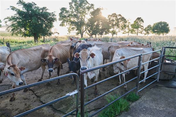 Mungalli Creek Bio-Dynamic Dairy (4/02/2023 - Credits: John de Rooy, Atherton Tableland Photography)