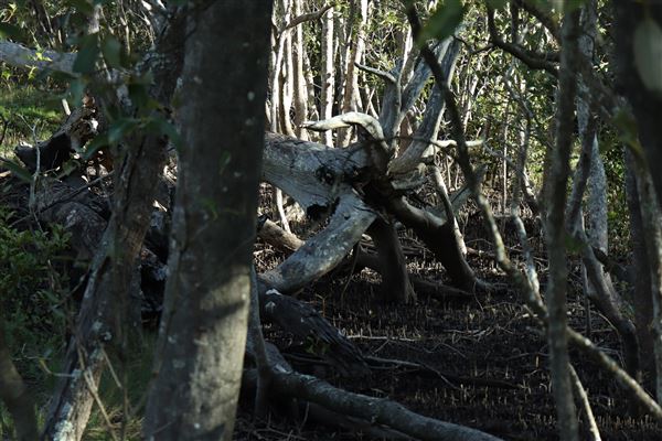Epapah Creek - Karl's Pier track (8/05/2023 - Credits: Screen Queensland)