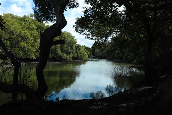 Curlew Park - Cabbage Tree Creek (11/05/2023 - Credits: Screen Queensland)