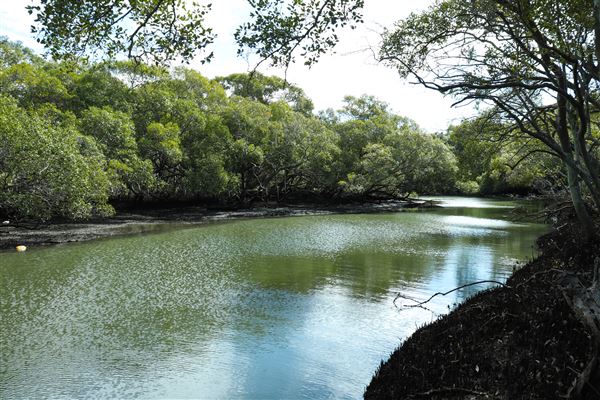 Curlew Park - Cabbage Tree Creek (11/05/2023 - Credits: Screen Queensland)
