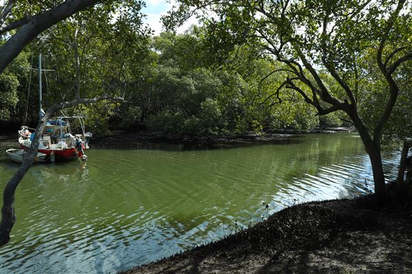 Curlew Park - Cabbage Tree Creek (11/05/2023 - Credits: Screen Queensland)