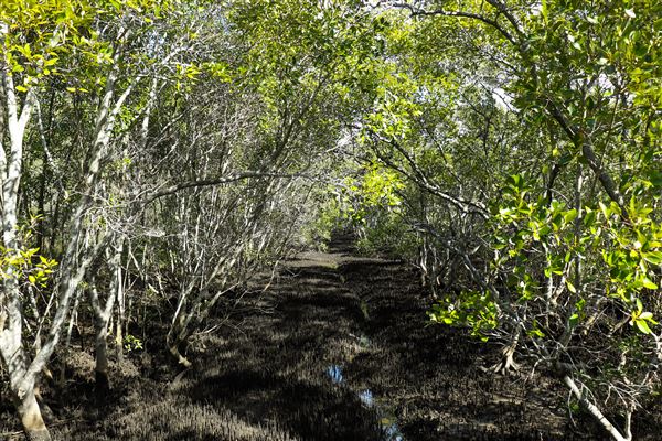 Nudgee Beach Wetlands Reserve (11/05/2023 - Credits: Screen Queensland)