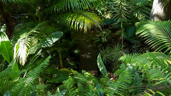 Rainforest Gardens (15/06/2023 - Credits: Screen Queensland)