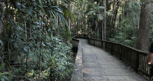 Buderim Forest Park (1/07/2023)