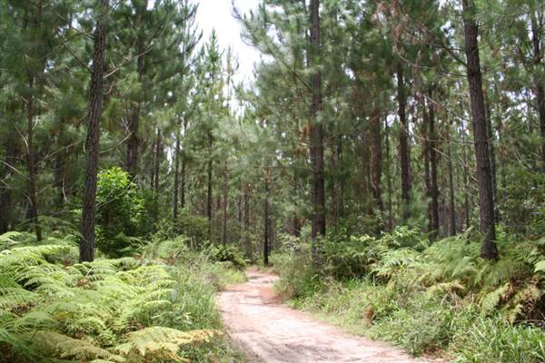 Coochin Creek - Pine Plantation / Qld State Forest (12/06/2009)