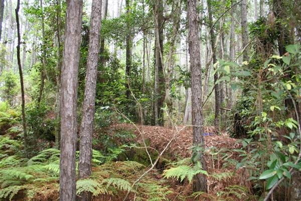 Coochin Creek - Pine Plantation / Qld State Forest (12/06/2009)