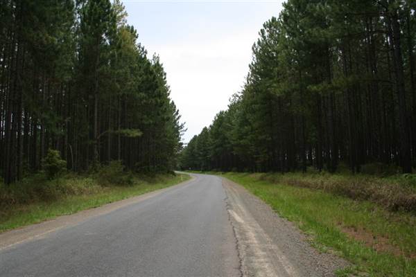 Coochin Creek - Pine Plantation / Qld State Forest (12/06/2009)