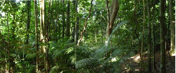 Cairns Region - Bramston Beach (24/07/2012)