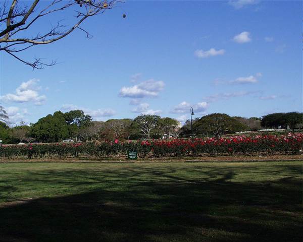 New Farm Park (12/11/2013)