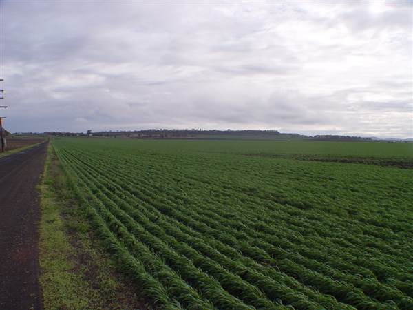 Wheat Fields (8/01/2008)