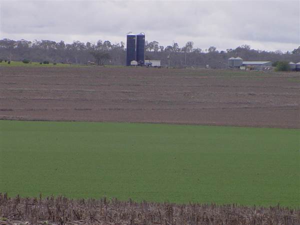 Wheat Fields (8/01/2008)