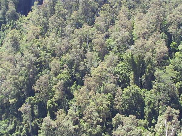 Springbrook National Park (26/09/2007)