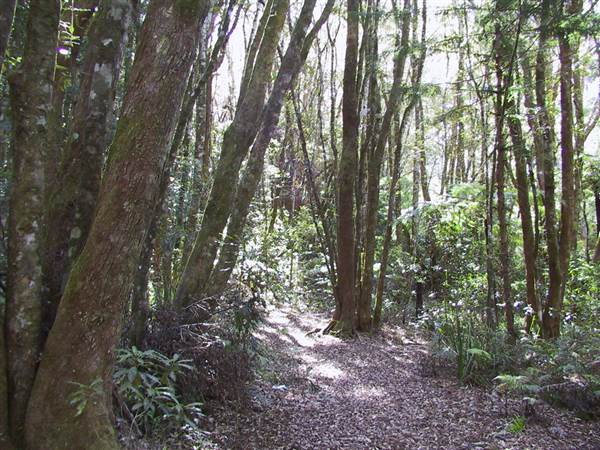 Springbrook National Park (26/09/2007)