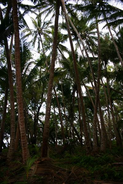 Wonga Beach (22/03/2007)