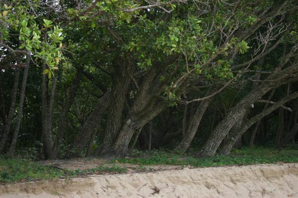 Wonga Beach (22/03/2007)