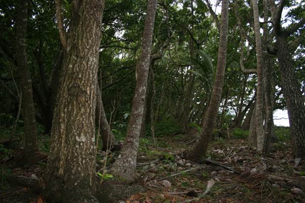 Wonga Beach (22/03/2007)