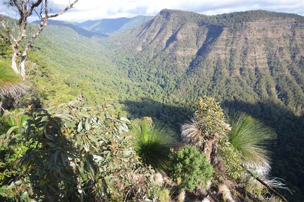 O'Reillys Rainforest Retreat (19/05/2014)