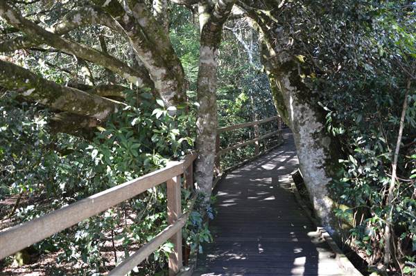 O'Reillys Rainforest Retreat (19/05/2014)