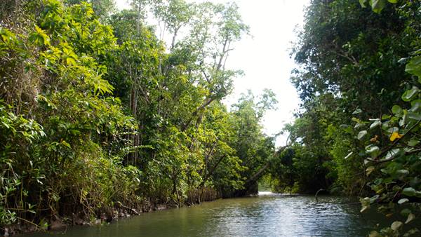 Mulgrave River (Cairns Region) (25/06/2015)