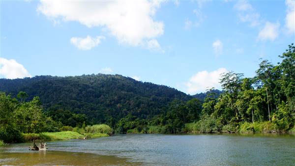Mulgrave River (Cairns Region) (25/06/2015)