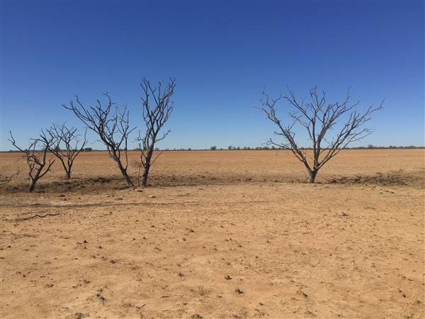 Dead Tree Patch (22/07/2015 - Credits: Neil McGregor)