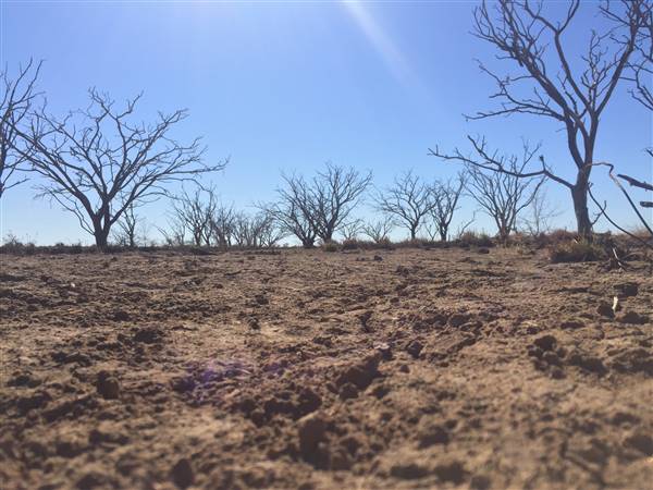 Dead Tree Patch (22/07/2015 - Credits: Neil McGregor)