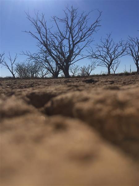 Dead Tree Patch (22/07/2015 - Credits: Neil McGregor)