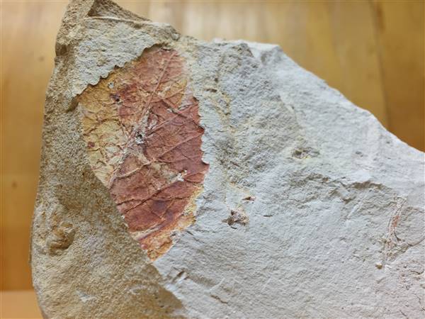 Lark Quarry Dinosaur Trackways (24/07/2015 - Credits: Neil McGregor)
