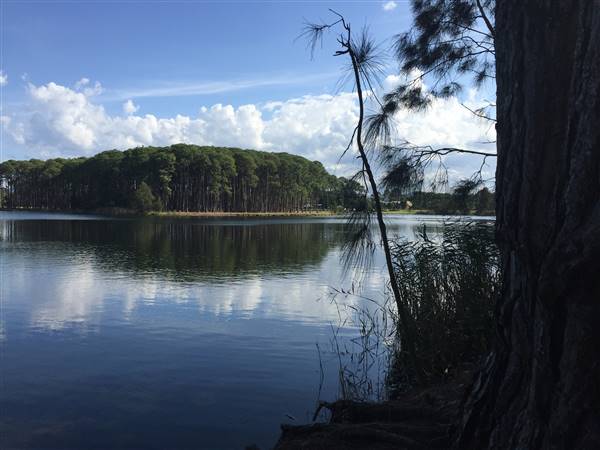 Pine Forest, Riverside Skate Park & Open Sports Fields - Pizzey Park