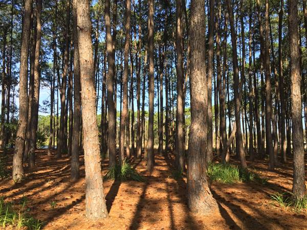 Pine Forest, Riverside Skate Park & Open Sports Fields - Pizzey Park