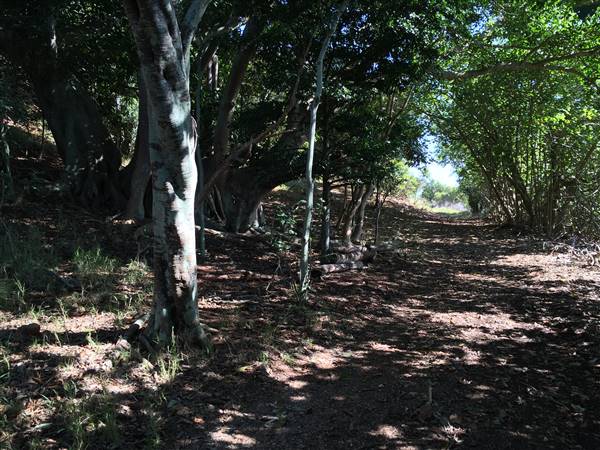 St Helena - Tree Areas & Rainforest (23/09/2015 - Credits: Neil McGregor)