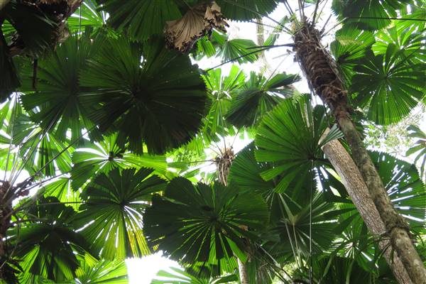 Daintree Fan Palm Forest (16/11/2015)