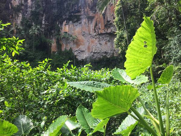 Purling Brook Falls - Springbrook National Park (10/12/2015 - Credits: Neil McGregor)