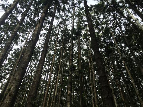 Bonogin Backlot & Pine Forest (11/03/2016 - Credits: Neil McGregor)