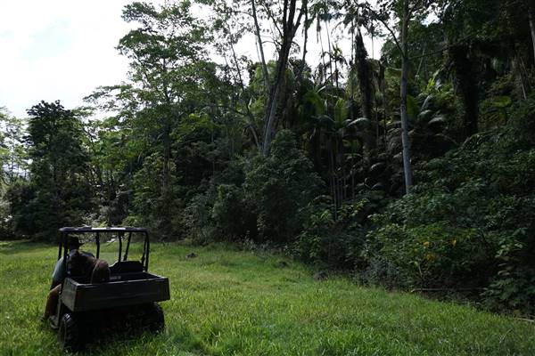 Hinterland Jungle Backlot (10/02/2017 - Credits: Neil McGregor)