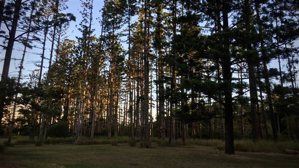 The Secret Forest - Oxley Creek Common