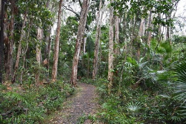 Fig Tree Point (Noosa Everglades) (13/07/2017 - Credits: Kathryn Metcalfe)