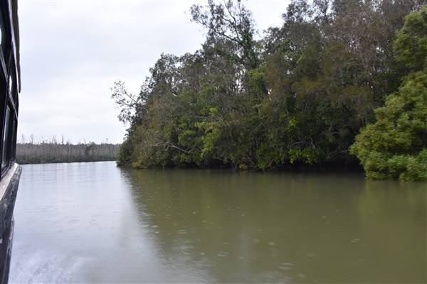 Johns Landing (Noosa Everglades) (13/07/2017 - Credits: Kathryn Metcalfe)