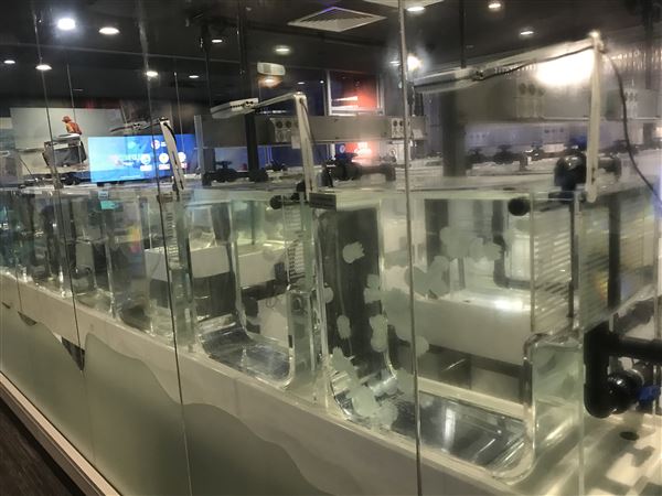 Sea Jelly Exhibit & Research Laboratory - Sea World Gold Coast (11/03/2019 - Credits: unknown)