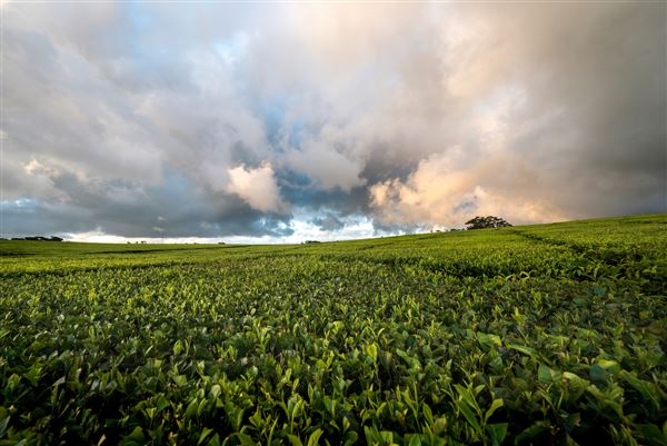 Milla Milla - Region (1/11/2019 - Credits: Tourism Tropical North Queensland)