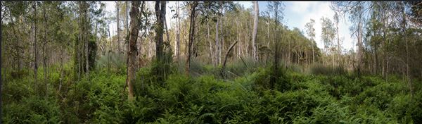 Karawatha Forest Park - Overview - Image Sourced - Do Not Make Public (10/12/2020)