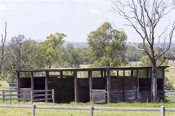 Summer Land Camel Farm (20/10/2021 - Credits: Ipswich City Council)