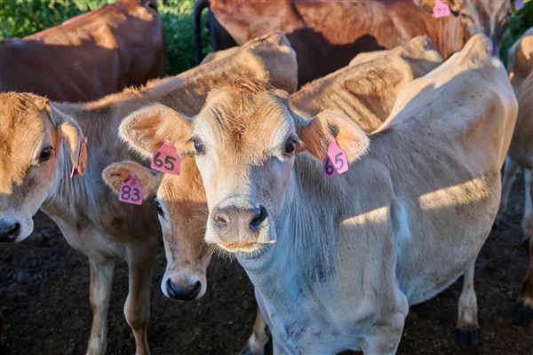 Mungalli Creek Bio-Dynamic Dairy (4/02/2023 - Credits: John de Rooy, Atherton Tableland Photography)