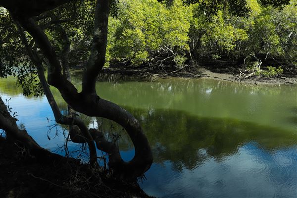 Curlew Park - Cabbage Tree Creek (11/05/2023 - Credits: Screen Queensland)