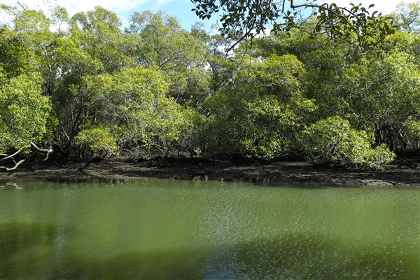 Curlew Park - Cabbage Tree Creek (11/05/2023 - Credits: Screen Queensland)